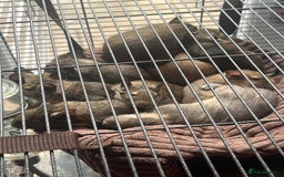 Degus rodents for sale: Baby Degus looking for loving homes - Image 8