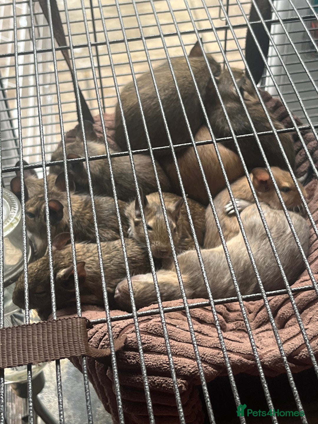 Degus rodents for sale: Baby Degus looking for loving homes - Image 8