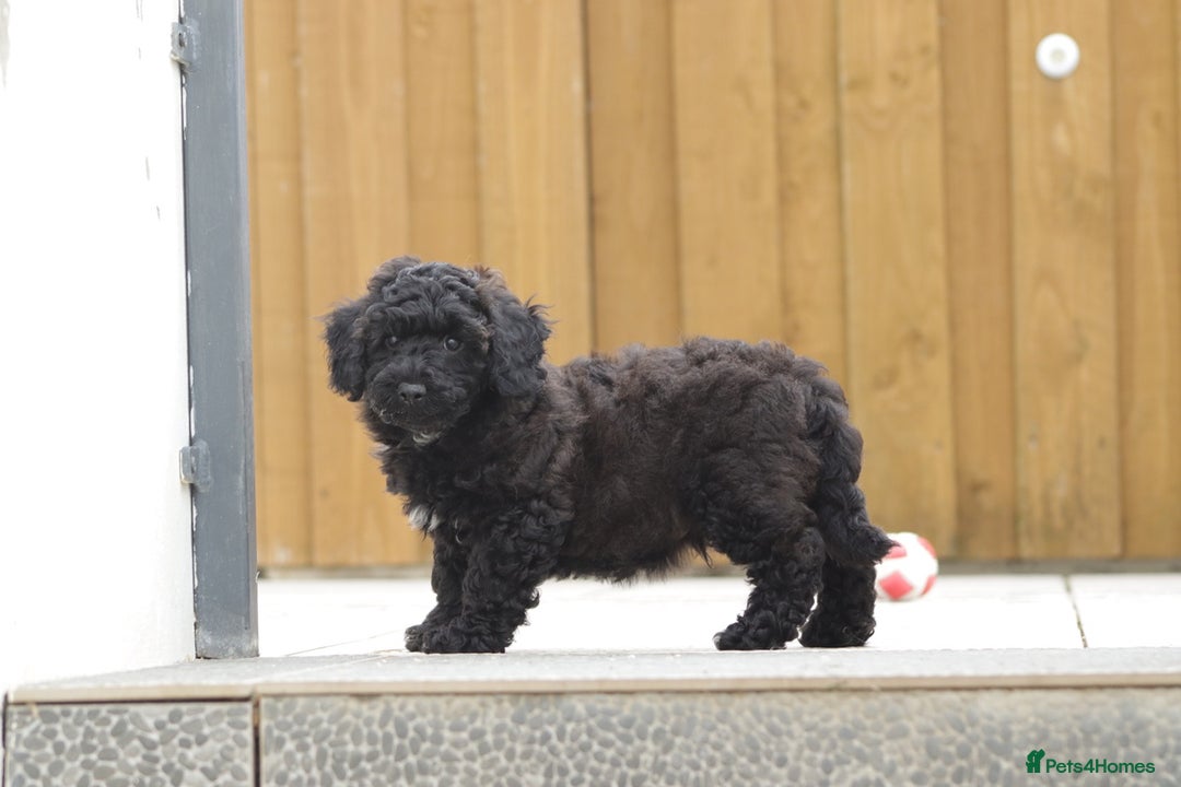 Poochon dogs for sale: F1 Poochon puppy for sale - Image 24