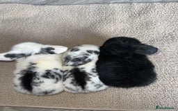 Mini Lop rabbits for sale: Pure breed Minilop babies  - Image 12
