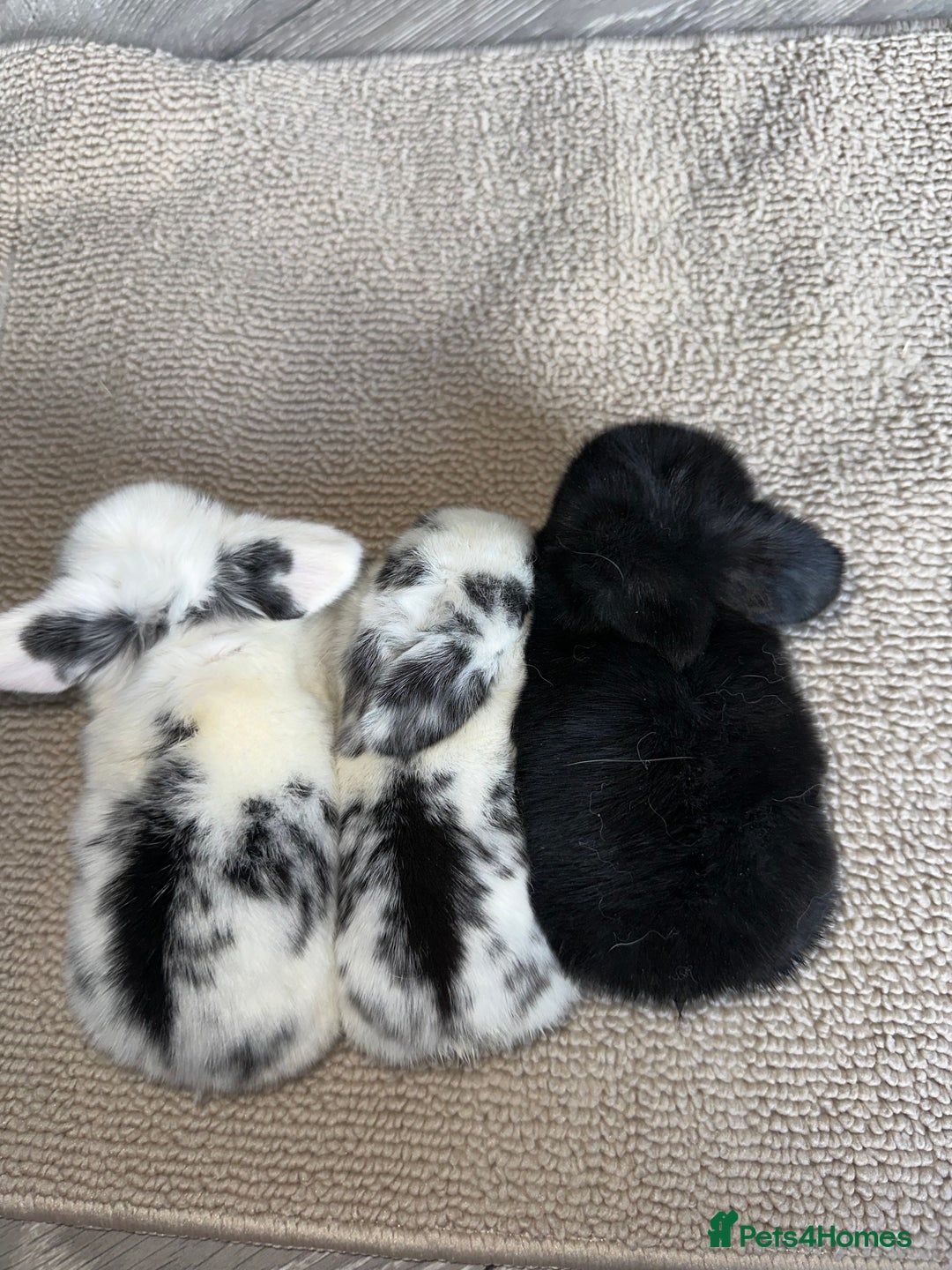 Mini Lop rabbits for sale: Pure breed Minilop babies  - Image 12