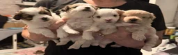 Mixed Breed dogs for sale: 🐾 Adorable Yorkiepoo × Pomchi Puppies 🐾 - Advert 26