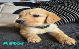 Goldador dogs for sale: Kitanas puppies  - Image 16