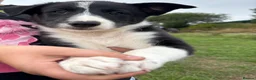 Border Collie dogs for sale: Border collie pups looking for new homes  in Leek - Advert 5