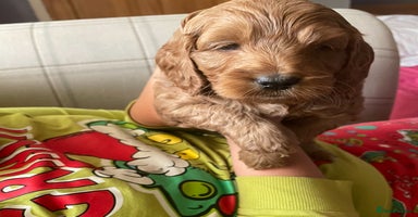 Cockapoo dogs - Advert 12