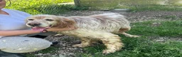English Setter dogs for adoption: Boss  in Frinton-on-Sea - Advert 1