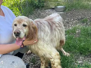 English Setter dogs Boss - Advert 3