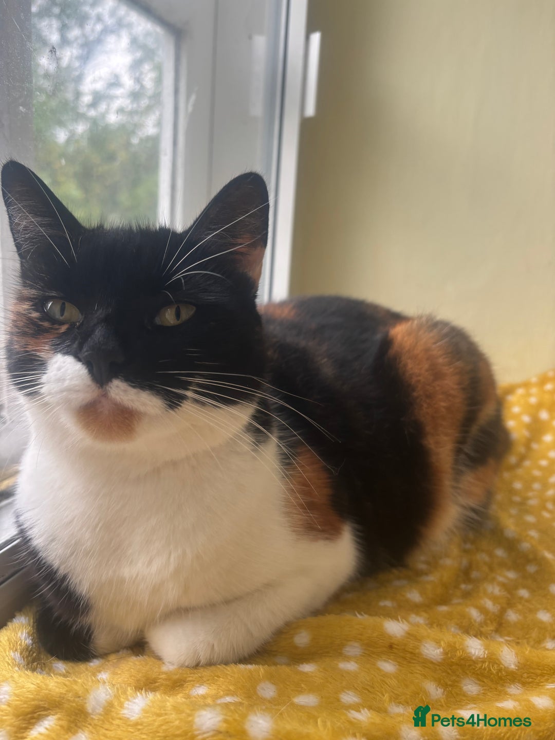 British Shorthair cats for sale: Beautiful 3year old Poppy looking for a New Home  - Image 1