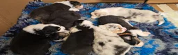 Australian Shepherd dogs for sale: Top Quality Australian Shepherd Pups  - Advert 9