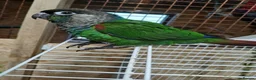 Conures birds for sale: SHARONS HAND-REARED BIRDS in Dungannon - Advert 5