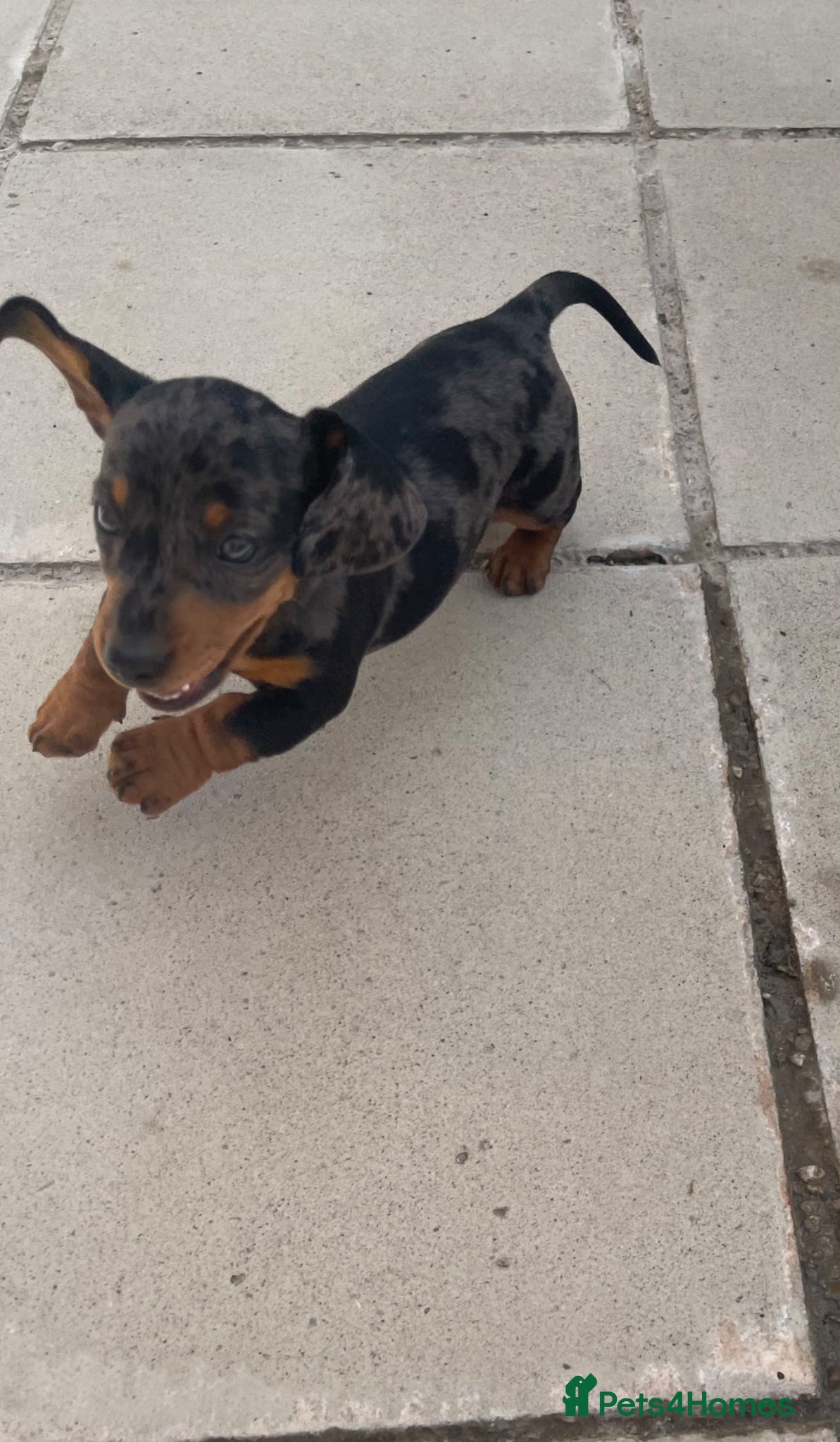 Miniature Dachshund dogs Ready to leave ! K/C reg Mini Dachshund Boy  - Advert 1