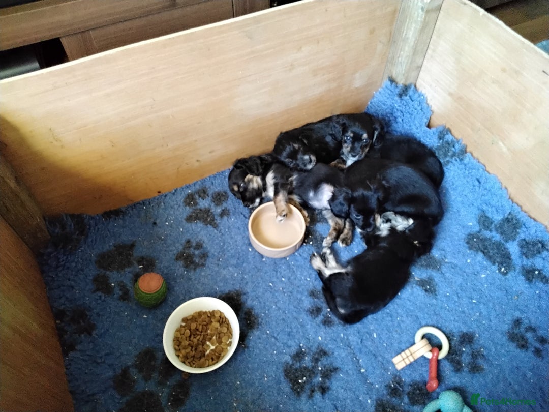 Mixed Breed dogs for sale: COCKAPOO/MORKIE - Advert 11