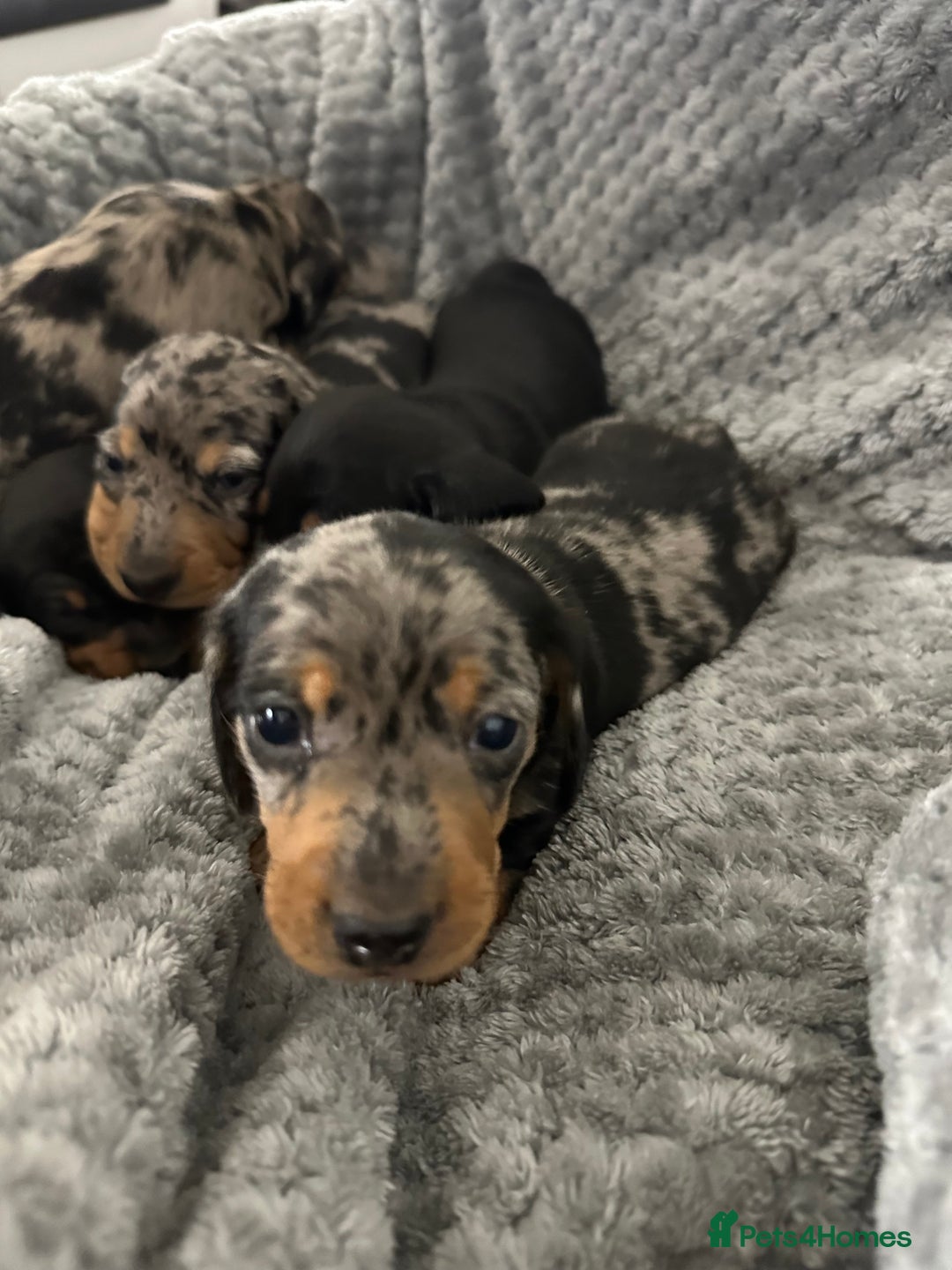 Miniature Dachshund dogs for sale: Miniature dachshund puppies  - Advert 2