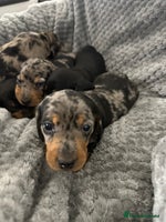 Miniature Dachshund dogs Miniature dachshund puppies - Advert 2