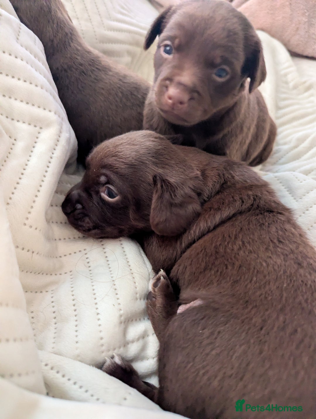 Mixed Breed dogs for sale: Mixed Breed - Advert 8