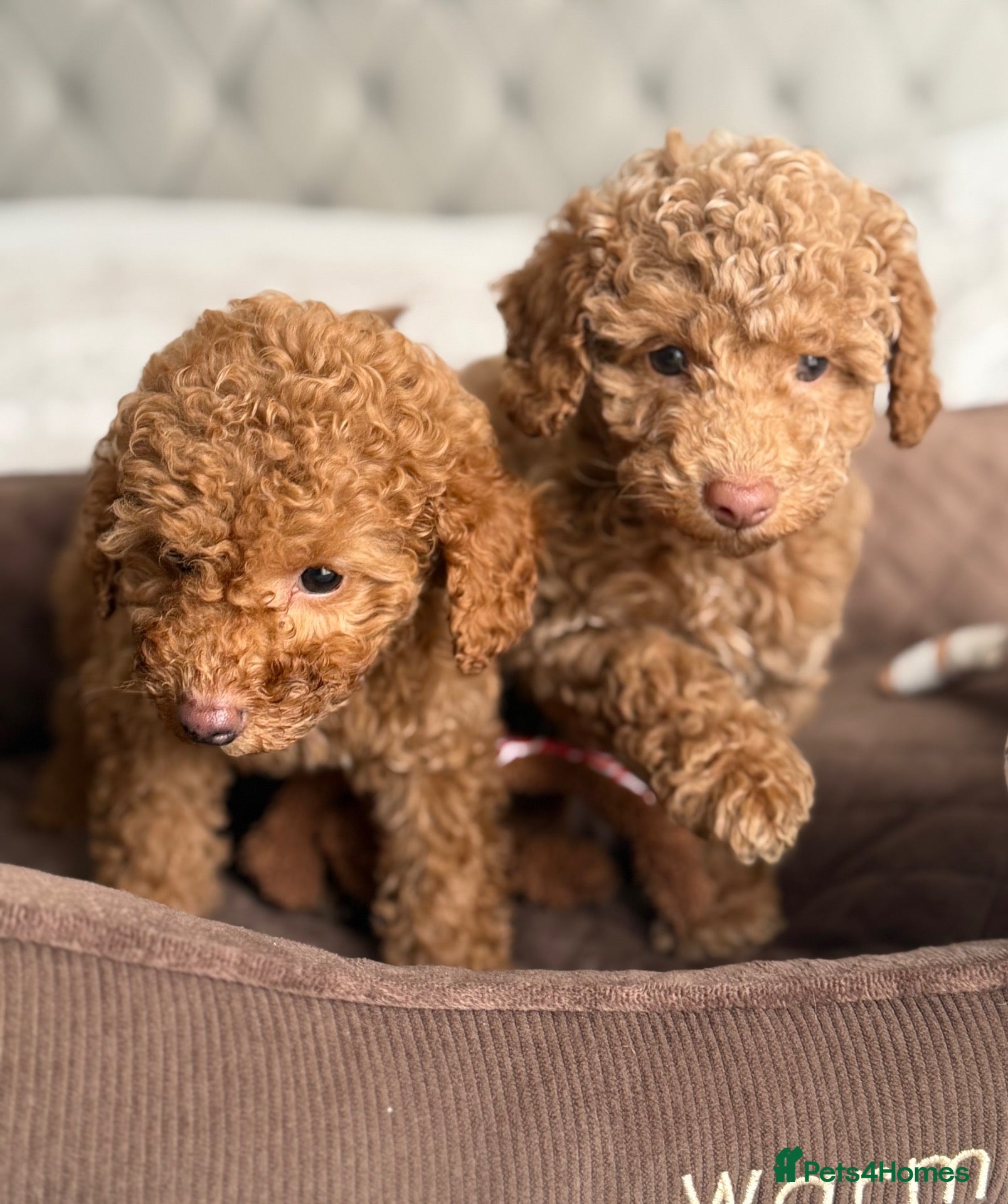 Toy Poodle dogs Gorgeous Toy Poodle puppies  - Advert 2