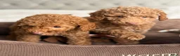 Toy Poodle dogs for sale: Gorgeous Toy Poodle puppies  - Advert 1
