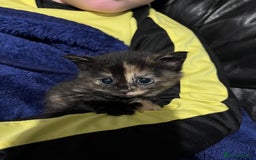 Mixed Breed cats for sale: Beautiful kittens - Advert 1