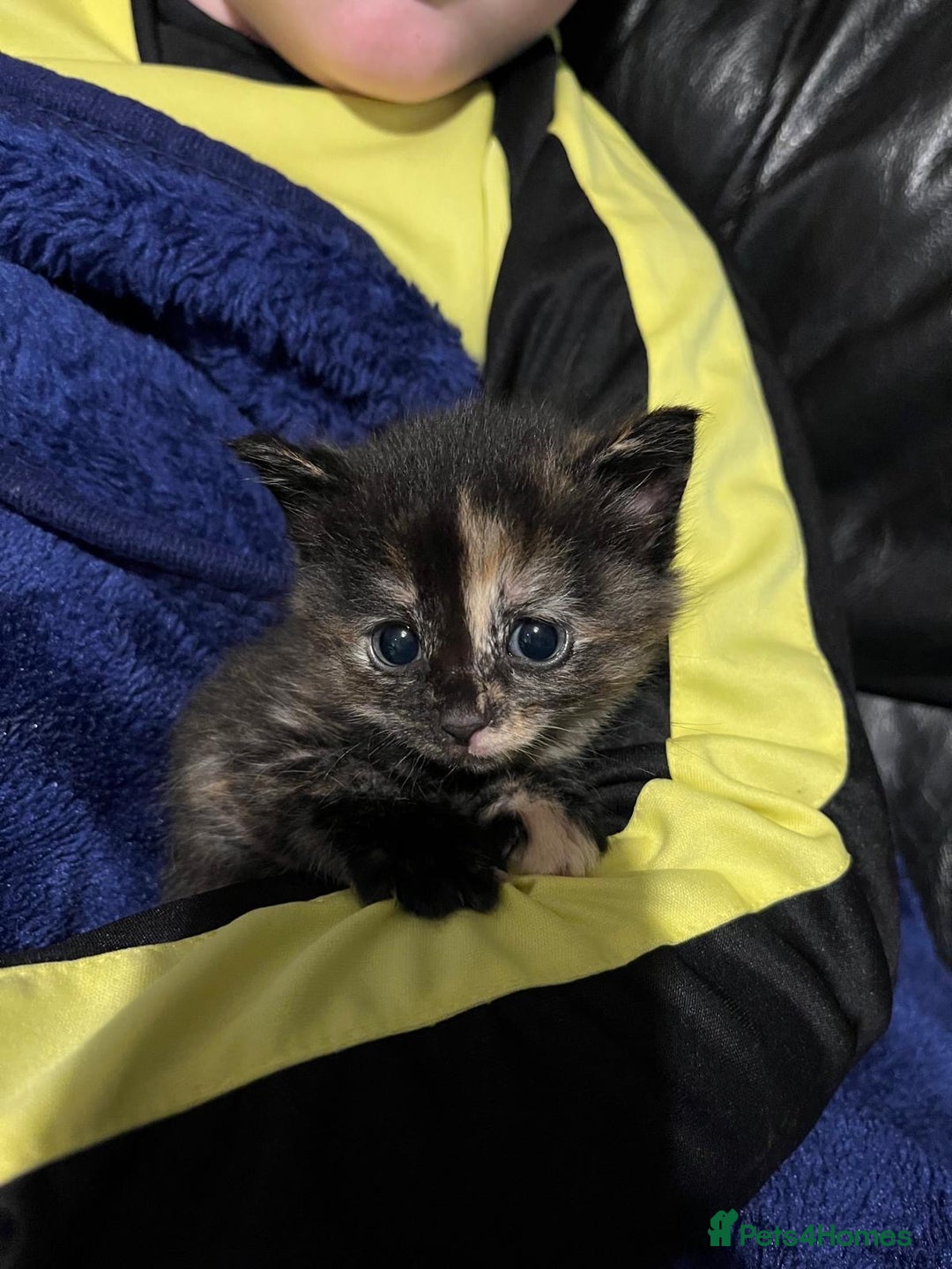 Mixed Breed cats for sale: Beautiful kittens - Advert 1