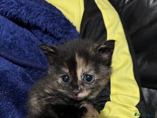 Mixed Breed cats Beautiful kittens - Advert 1