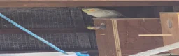 Mixed Breed birds for sale: Birds  - Advert 17