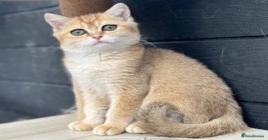 British Shorthair cats - Advert 7
