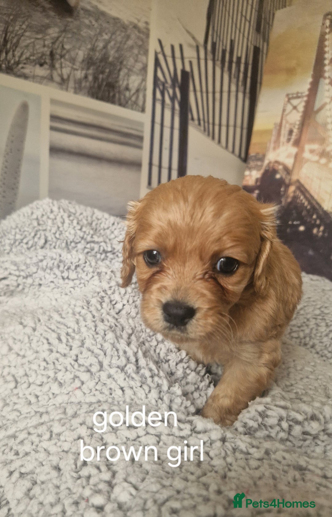 Cockapoo dogs for sale: 4 outstanding cockerpoos  - Image 27