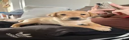 Labrador Retriever dogs for sale: Two amazing pups left from litter of 6 - Advert 19