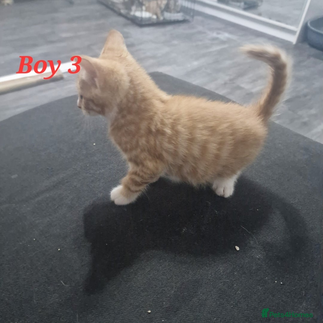 Mixed Breed cats for sale: Beautiful kittens for sale - Image 4