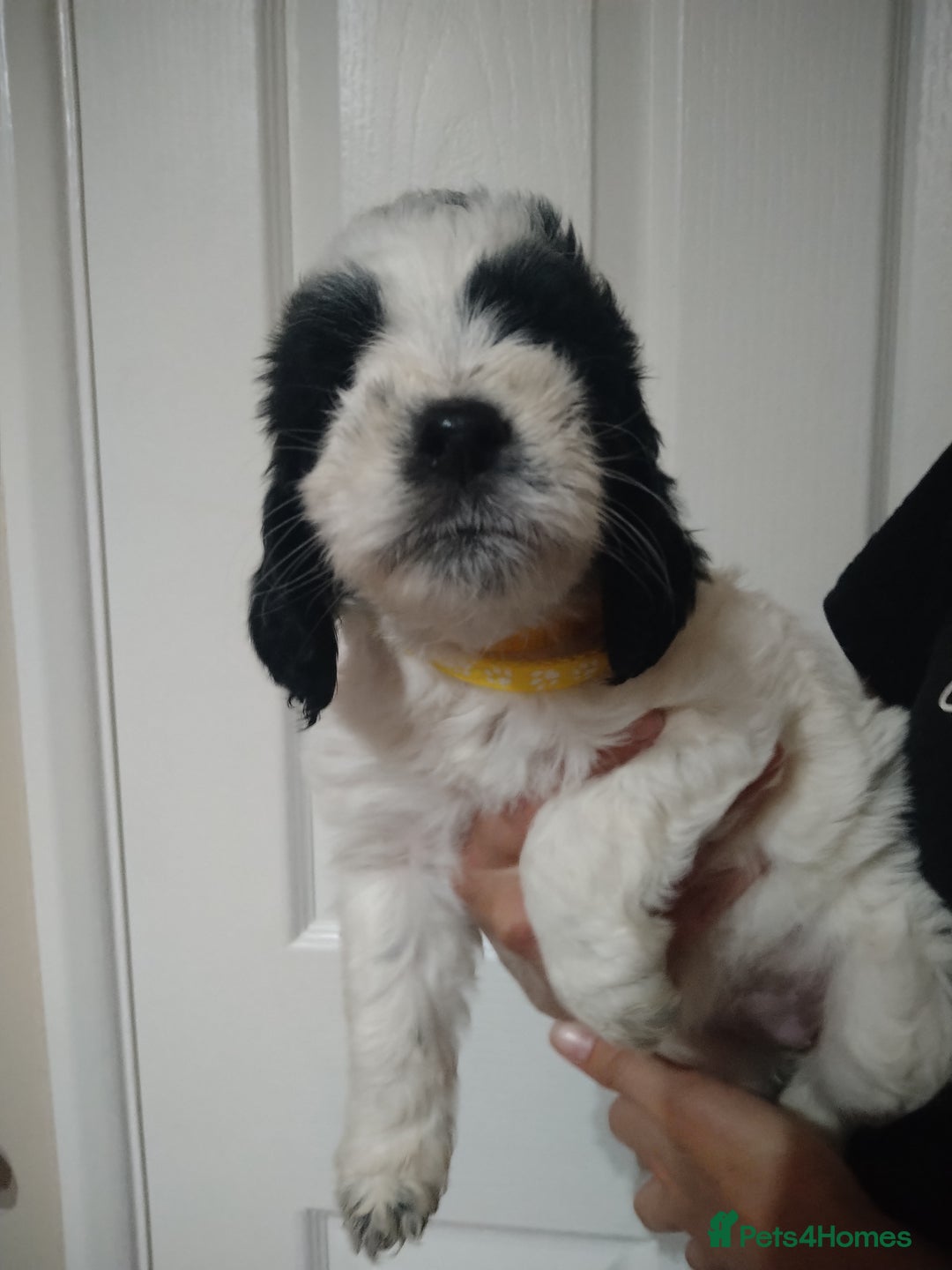 Cockapoo dogs for sale: cockerpoo  - Image 18