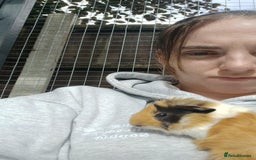 Guinea Pig rodents for sale: Mother and baby guineapig - Image 2
