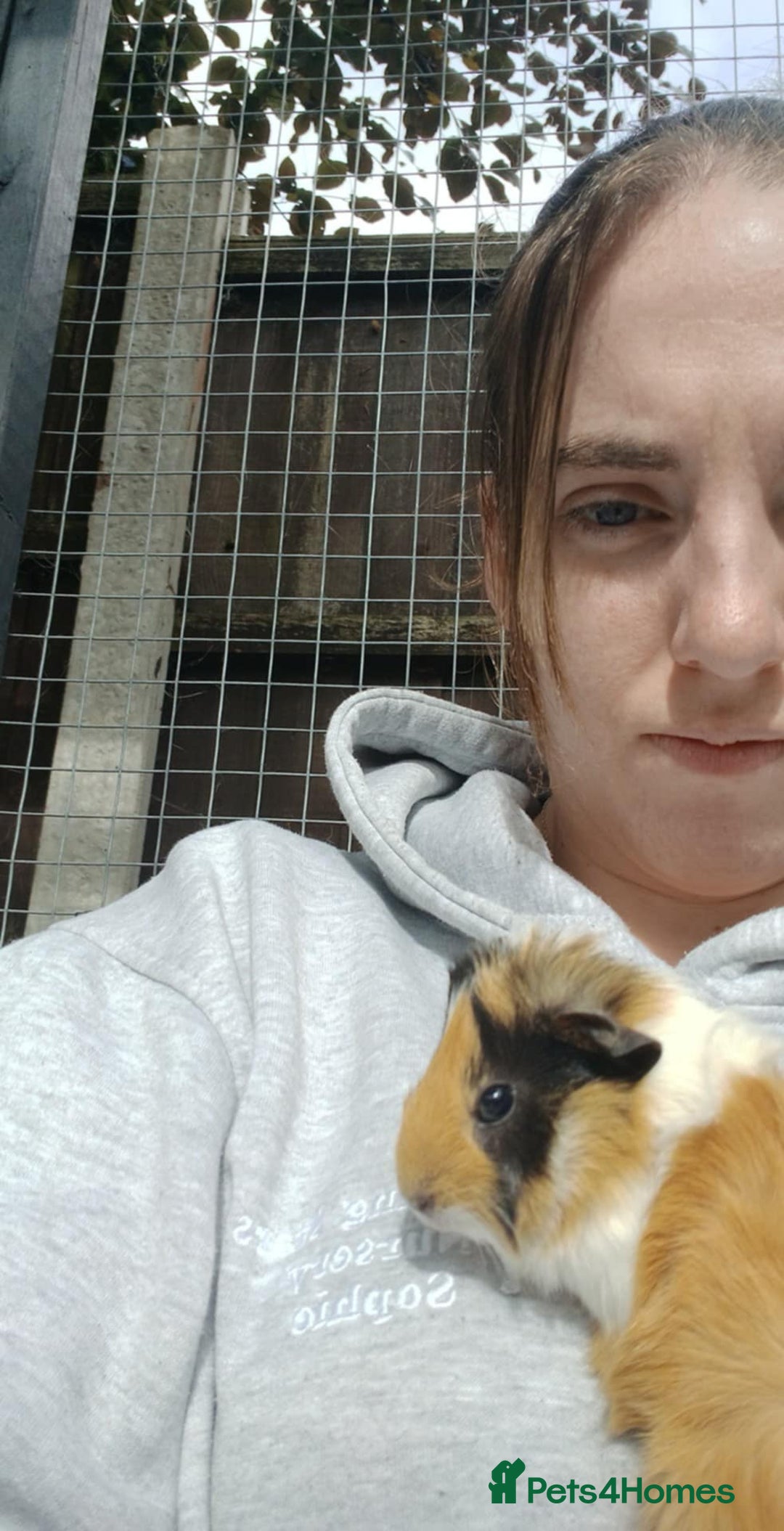 Guinea Pig rodents for sale: Mother and baby guineapig - Image 2
