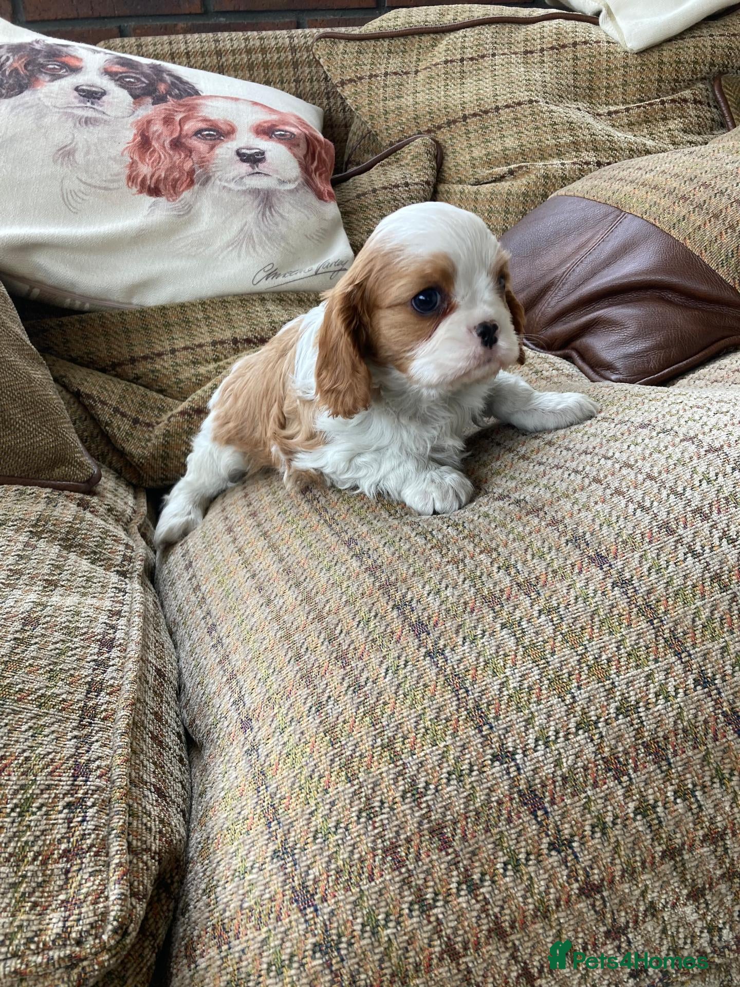 Cavalier King Charles Spaniel dogs KC tri/blenheim pups - health tested parents - Advert 1