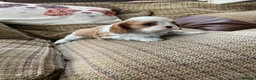 Cavalier King Charles Spaniel dogs for sale: KC tri/blenheim pups - health tested parents - Advert 4