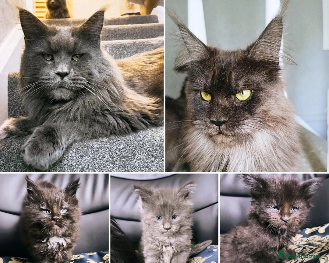 Maine Coon cats for sale: TICA registered DNA health tested maine coon boys - Advert 1