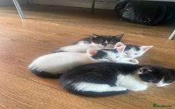 Domestic Shorthair cats for sale: Luna, Snow, Minx & Oreo - 10 Weeks old - Image 20