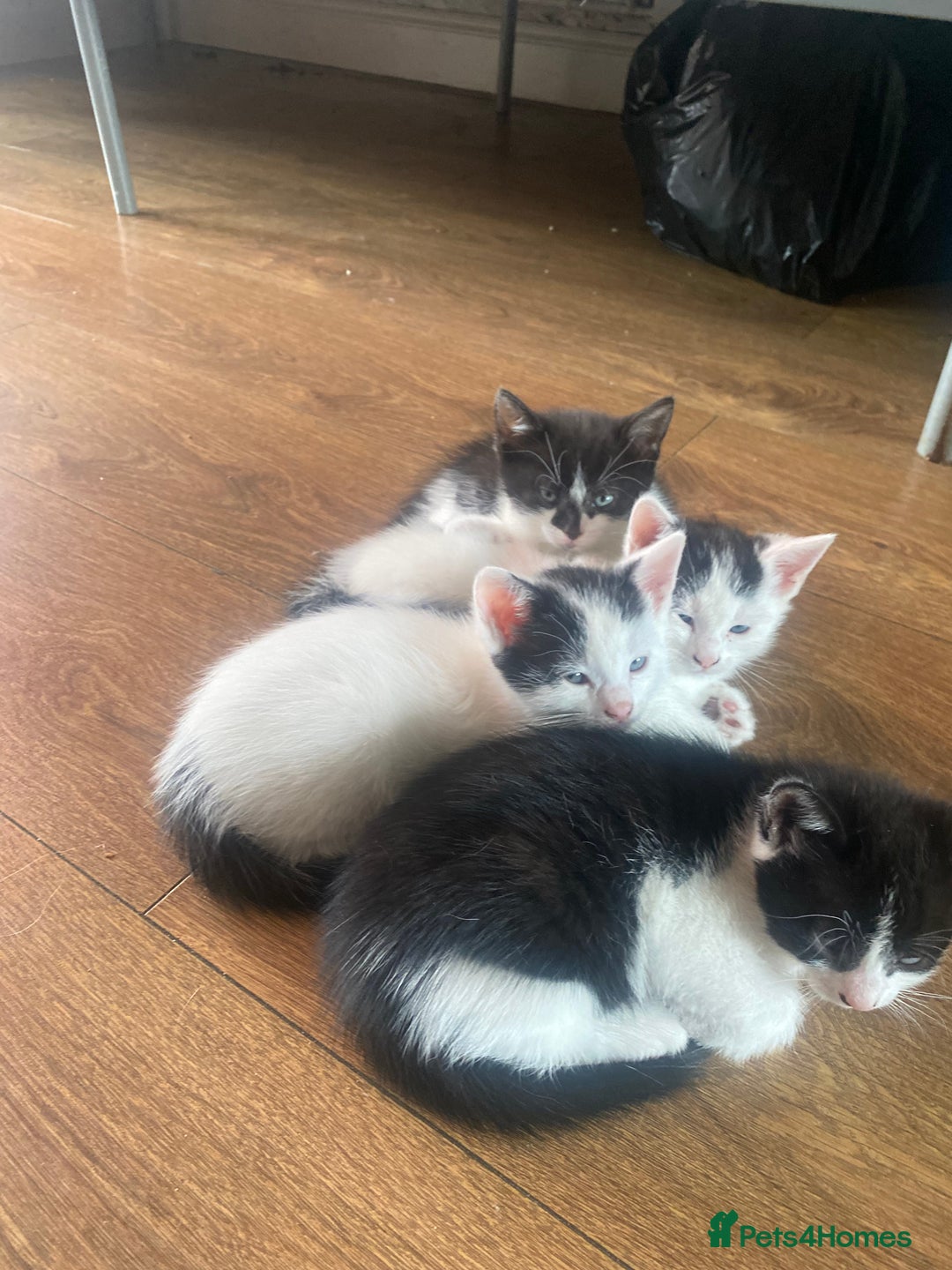 Domestic Shorthair cats for sale: Luna, Snow, Minx & Oreo - 10 Weeks old - Image 20