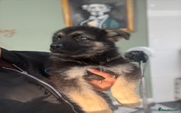 German Shepherd dogs for sale: ❤️KC HEALTH TESTED PARENTS ❤️ - Image 31