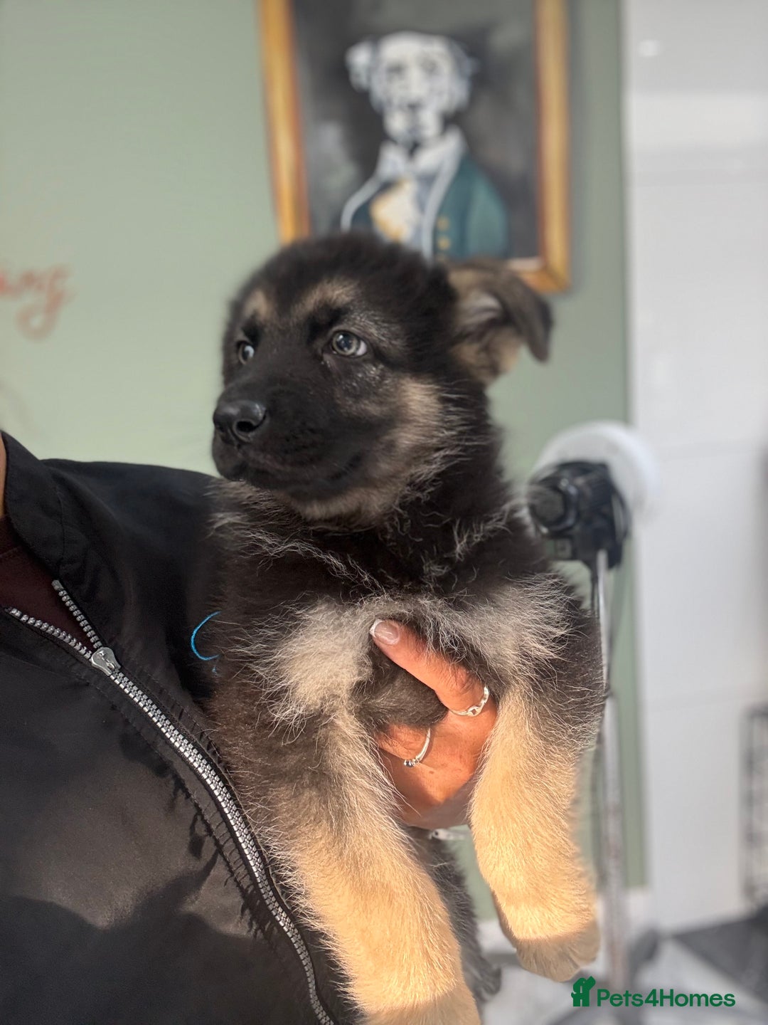 German Shepherd dogs for sale: ❤️KC HEALTH TESTED PARENTS ❤️ - Image 31