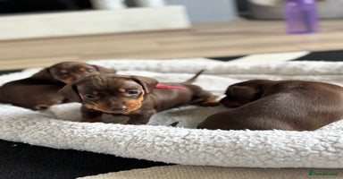 Miniature Dachshund dogs - Advert 7