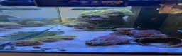 Other/Mixed Breed fish for sale:  Marine Tank Shutdown – Full Livestock Package  in London - Advert 3