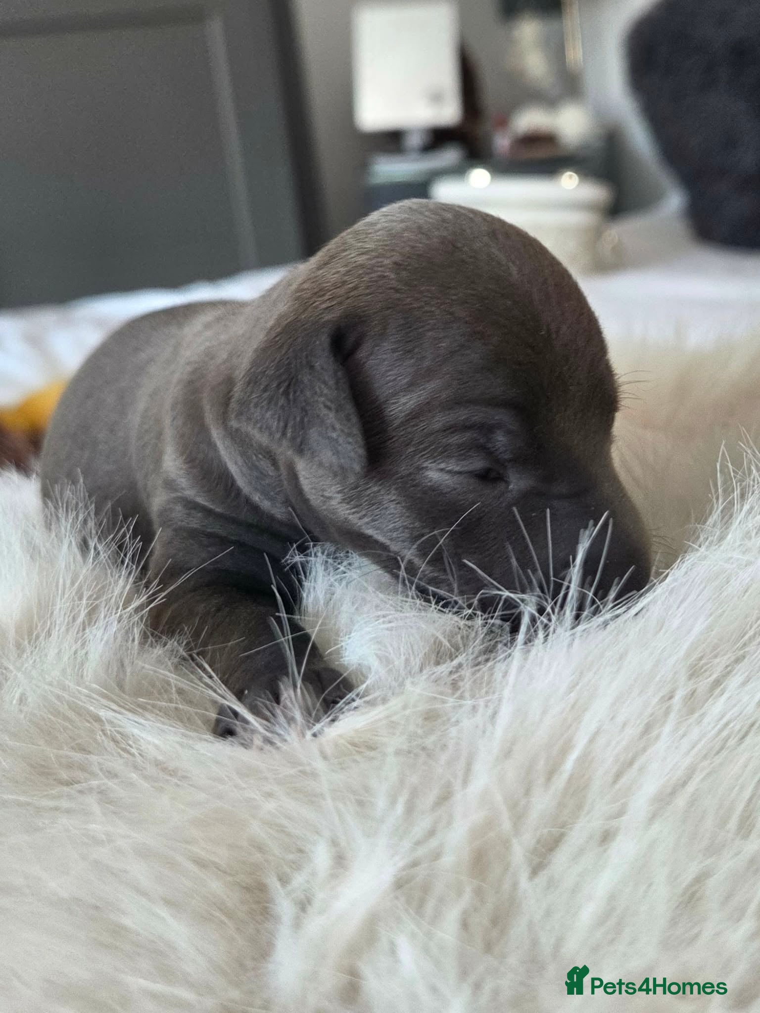 Italian Greyhound dogs Stunning boy available 2 weeks old  - Advert 6