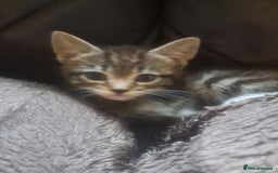 Mixed Breed cats for sale: 2 beautiful males  - Image 7