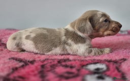 Miniature Dachshund dogs for sale: KC Registered Miniature Dachshund  - Image 23