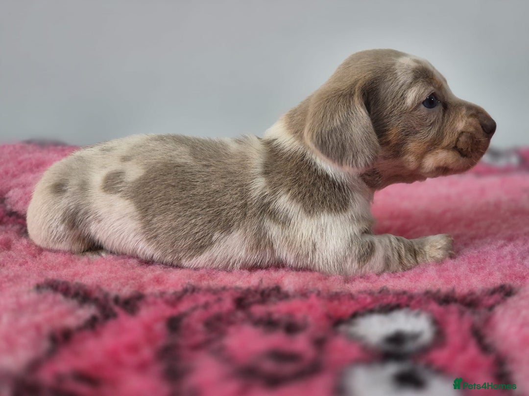 Miniature Dachshund dogs for sale: KC Registered Miniature Dachshund  - Image 23