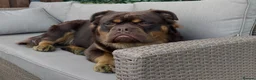 Olde English Bulldogge dogs for sale: EXCEPTIONAL QUALITY FLUFFY OLDE ENGLISH BULLDOGS ✨ - Advert 17
