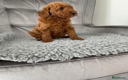 Miniature Poodle dogs for sale: KC REG DEEP RED HEALTH TESTED POODLES - Image 6