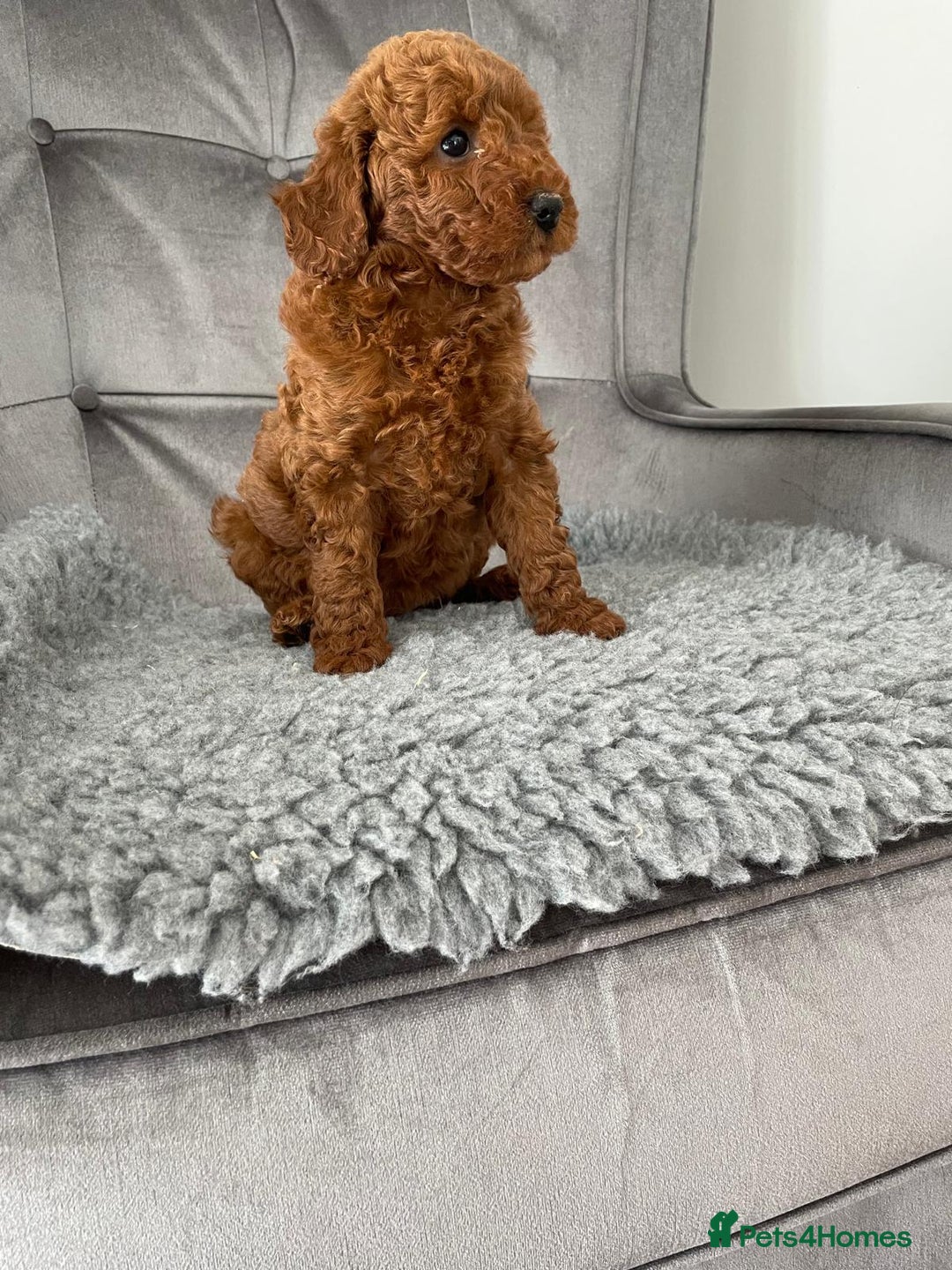Miniature Poodle dogs for sale: KC REG DEEP RED HEALTH TESTED POODLES - Image 6