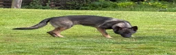 German Shepherd dogs for sale: Quality German Shepherd  - Advert 2