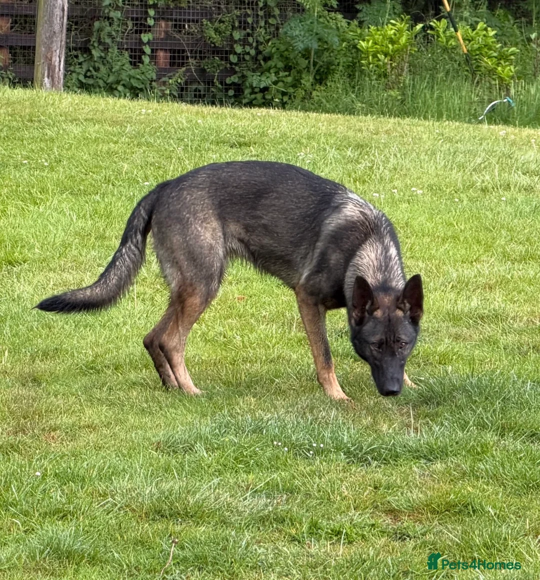 German Shepherd dogs for sale: Quality German Shepherd  - Advert 2